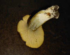 Cantharellus