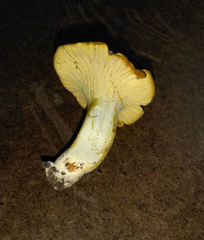 Cantharellus