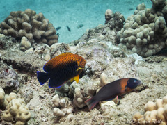 Centropyge potteri