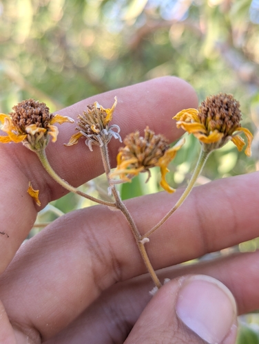Image of Bahiopsis tomentosa by (c) Abraham Sánchez Romero, some rights reserved (CC BY)