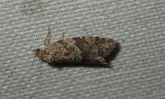 Cnephasia incertana