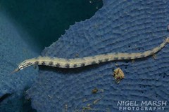 Corythoichthys intestinalis