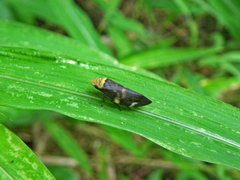 Ptyelinellus praefractus