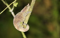 Calumma crypticum
