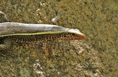 Zonosaurus laticaudatus