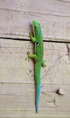Phelsuma quadriocellata