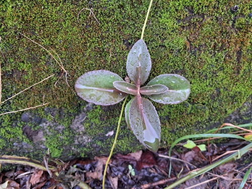 Image of Kalanchoe integra by (c) vrxz, some rights reserved (CC BY-SA)