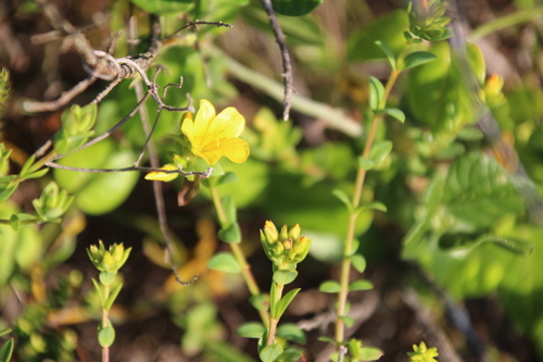 African Flax (Linum aethiopicum)