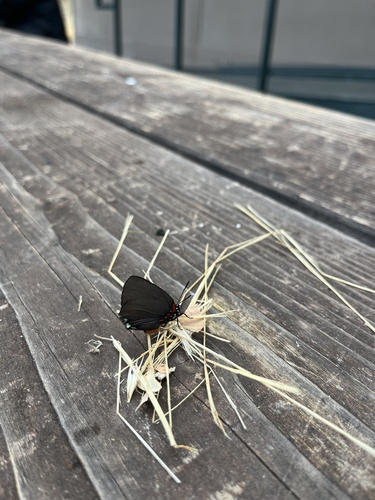 iNaturalist observation photo of Great Purple Hairstreak