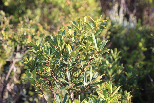 Dwarf Cape Beech (Rapanea gilliana)