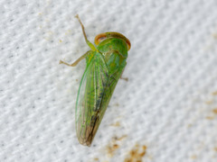 Rosopaella leurensis