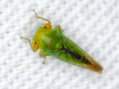 Rosopaella leurensis