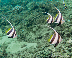 Heniochus diphreutes