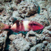 Manybar Goatfish - Photo (c) 104623964081378888743, some rights reserved (CC BY-NC), uploaded by 104623964081378888743