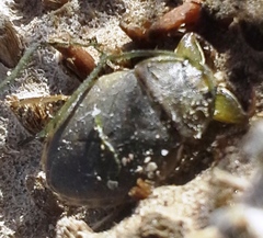 Ambrysus mormon
