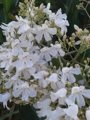 Fridericia florida