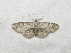 Iridopsis larvaria