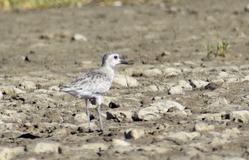Black-bellied Plover