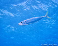 Decapterus macarellus