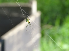 Leucauge argyrobapta
