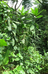 Costus laevis