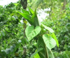 Costus laevis