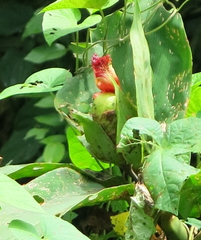 Costus laevis