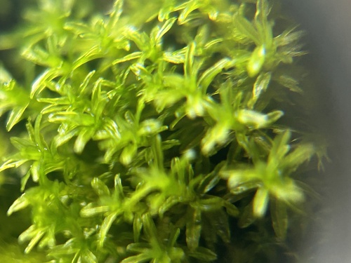 Dialytrichia mucronata observed 2024-10-27