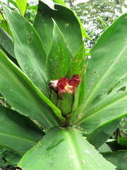 Costus laevis