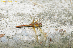 Sympetrum striolatum imitoides