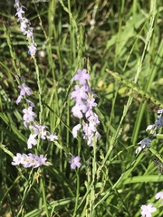 Verbena simplex