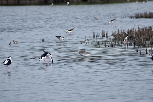 Greater Yellowlegs