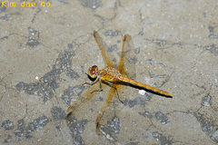Sympetrum striolatum imitoides