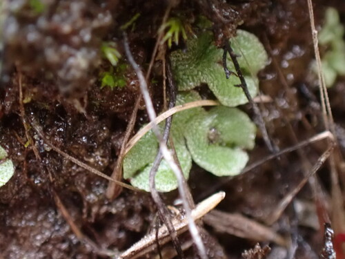 Image of Mannia gracilis by no rights reserved
