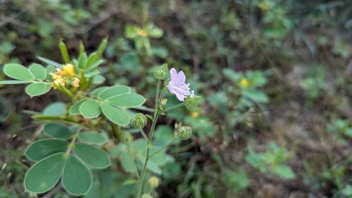 Image of Pavonia odorata by (c) Ravuri Krishna Chaitanya, some rights reserved (CC BY)