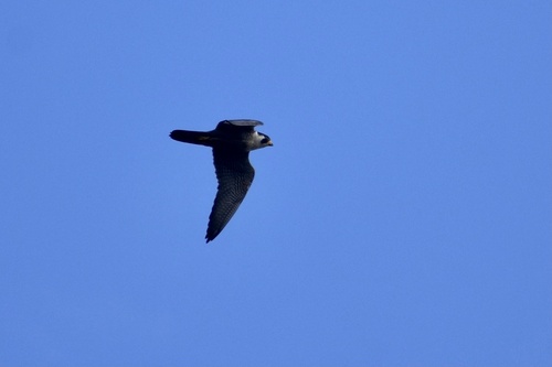 Peregrine Falcon