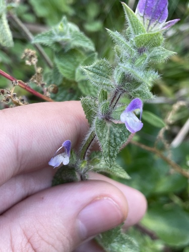 Image of Salvia viridis by no rights reserved