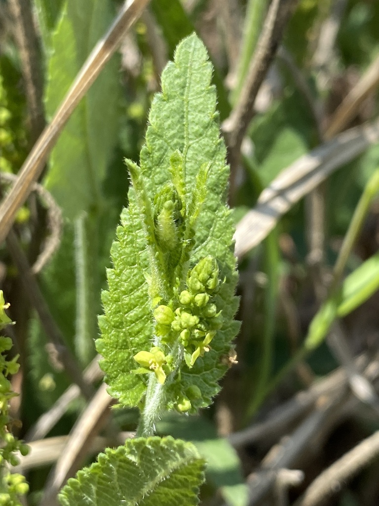 Tragia rogersii