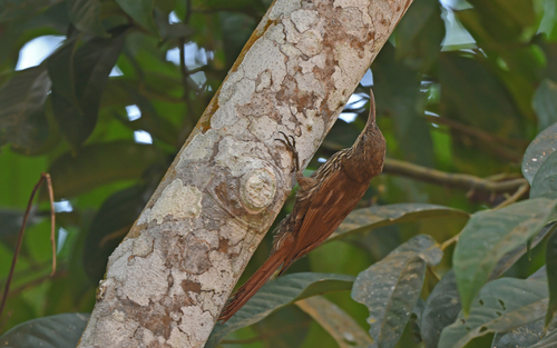 Guianan Woodcreeper (Lepidocolaptes albolineatus), photo 4