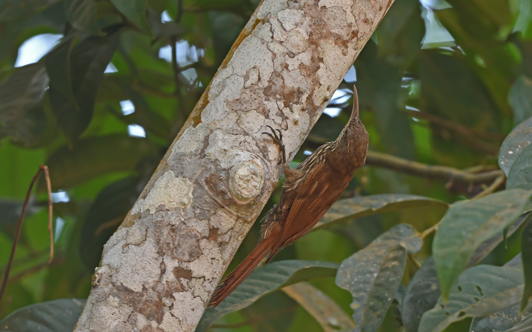Guianan Woodcreeper (Lepidocolaptes albolineatus), photo 2