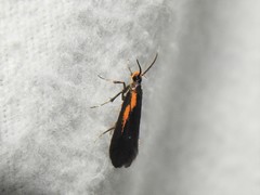 Mathildana newmanella