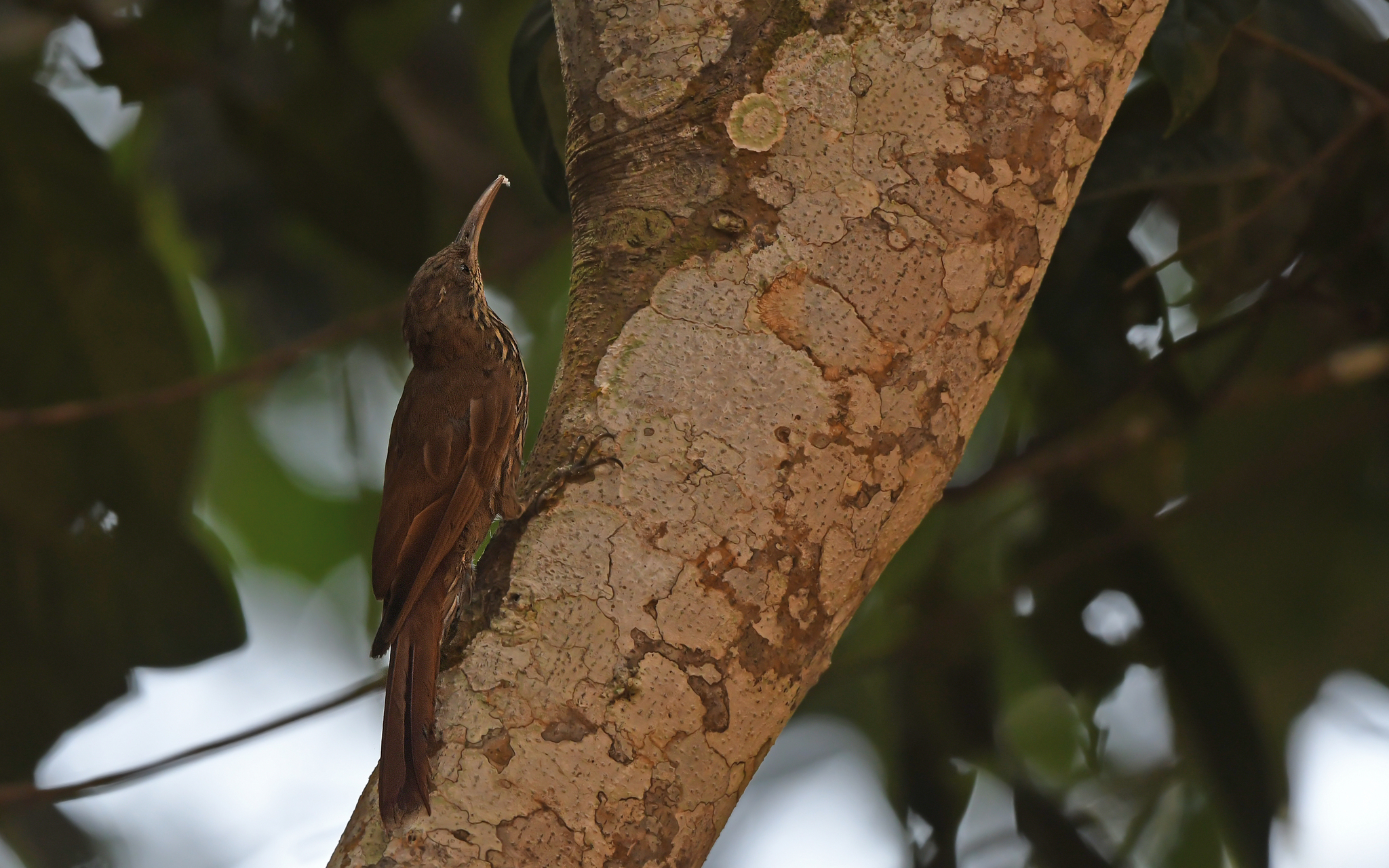 Guianan Woodcreeper (Lepidocolaptes albolineatus), photo 1
