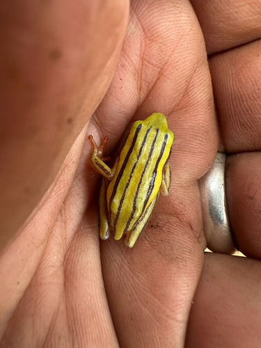 Black-striped Sedge Frog, Hyperolius quinquevittatus