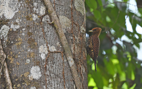 Variable Woodpecker (Celeus undatus), photo 7
