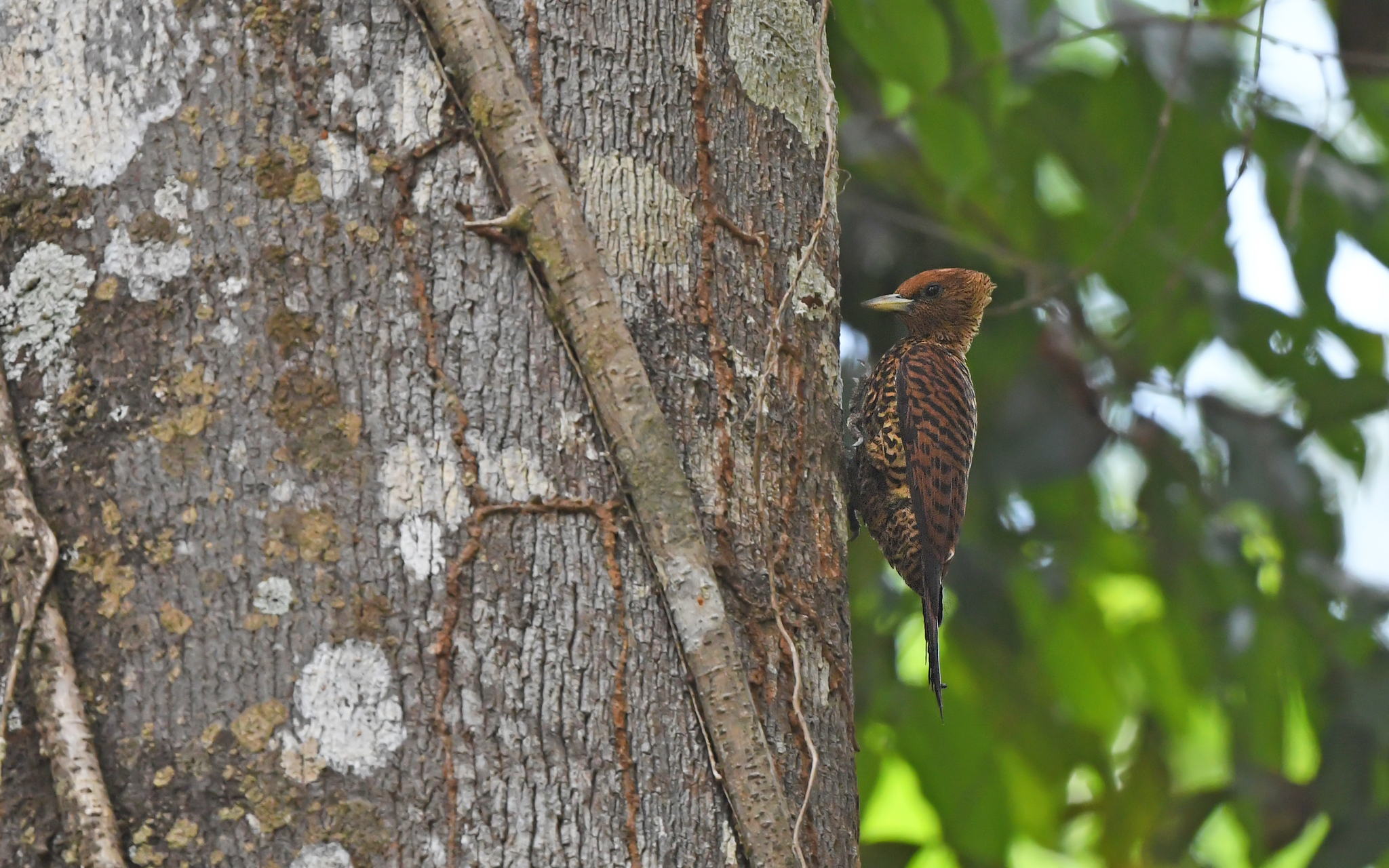 Variable Woodpecker (Celeus undatus), photo 8