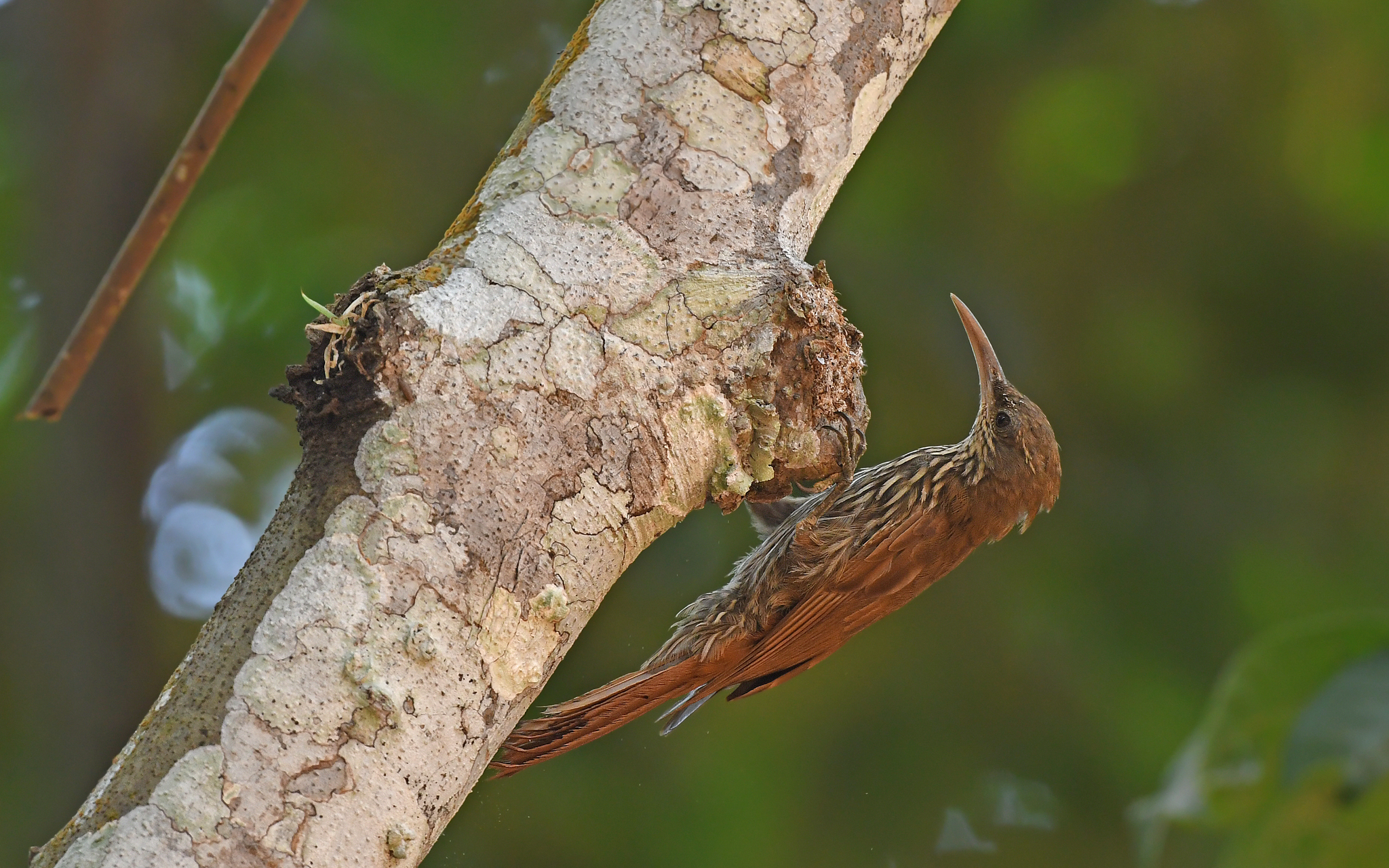 Guianan Woodcreeper (Lepidocolaptes albolineatus), photo 3