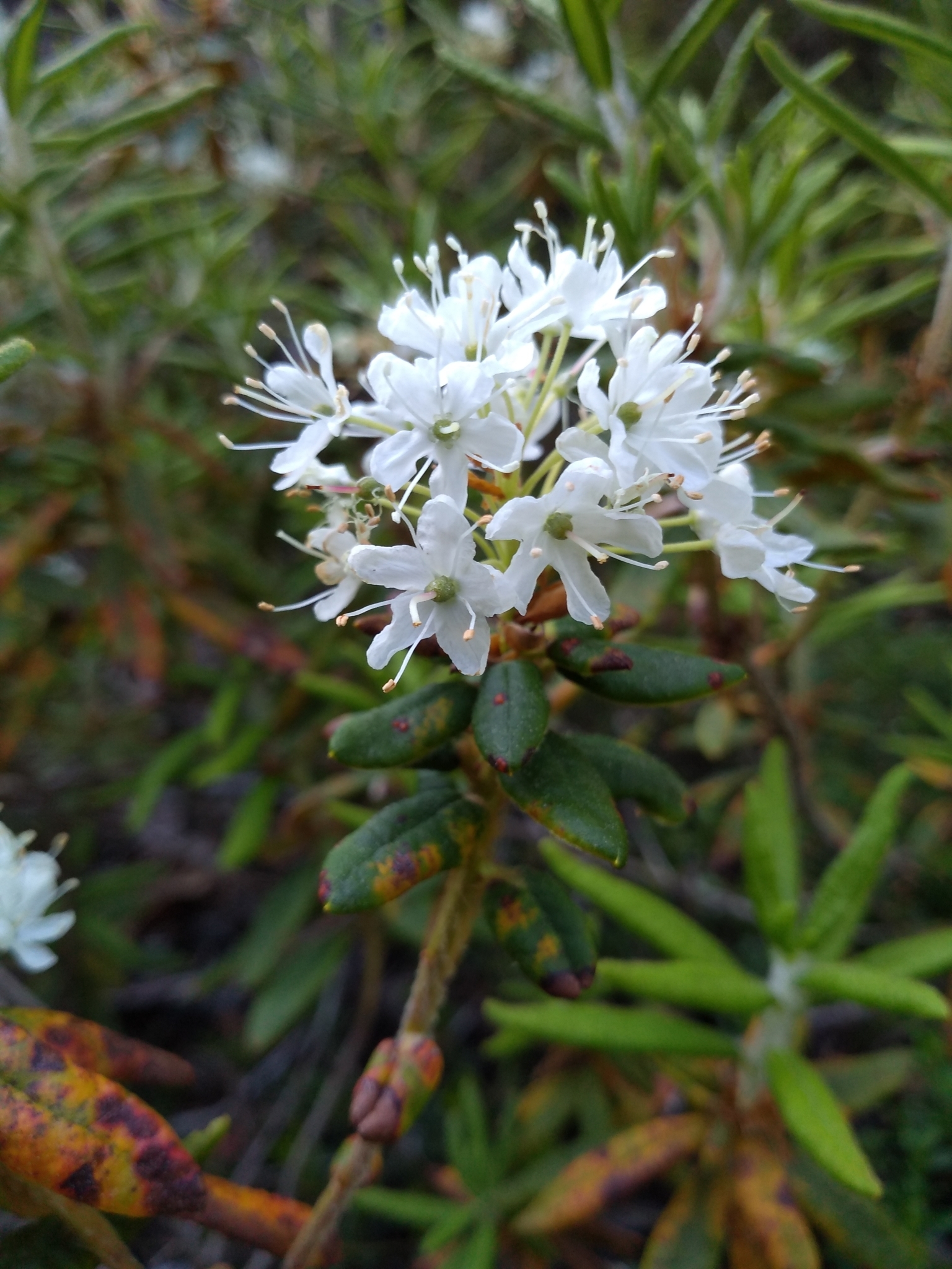 Rhododendron groenlandicum