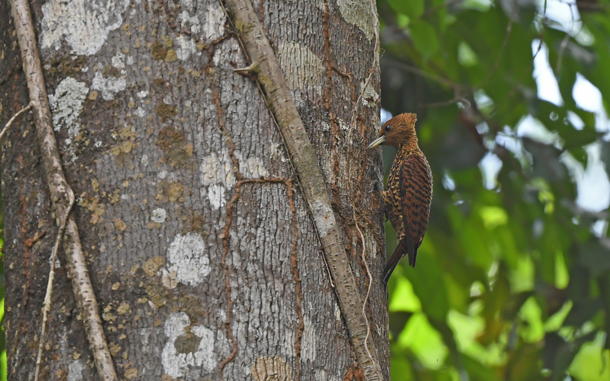 Variable Woodpecker (Celeus undatus), photo 9