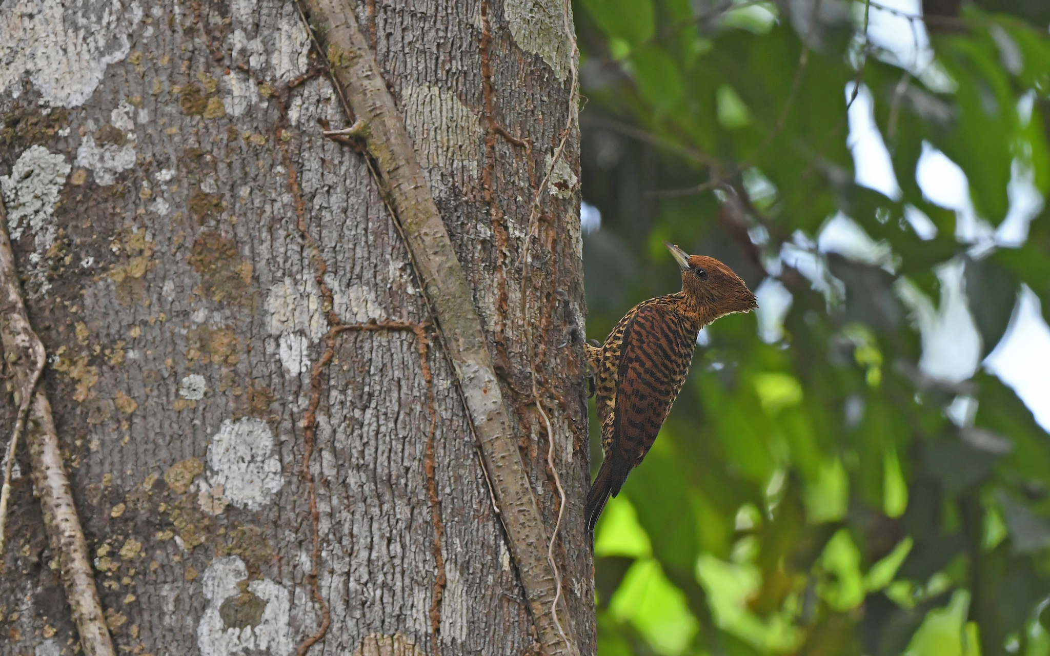 Variable Woodpecker (Celeus undatus), photo 10