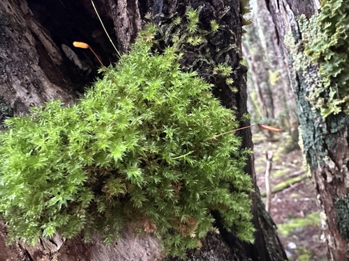 Ptychomnion cygnisetum, 2024-10-27